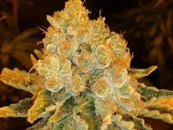 White widow Weed Seed review