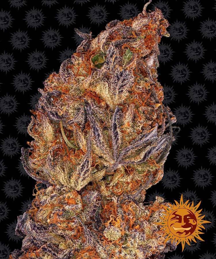 Runtz Strain Autoflowering Female Cannabis Seeds