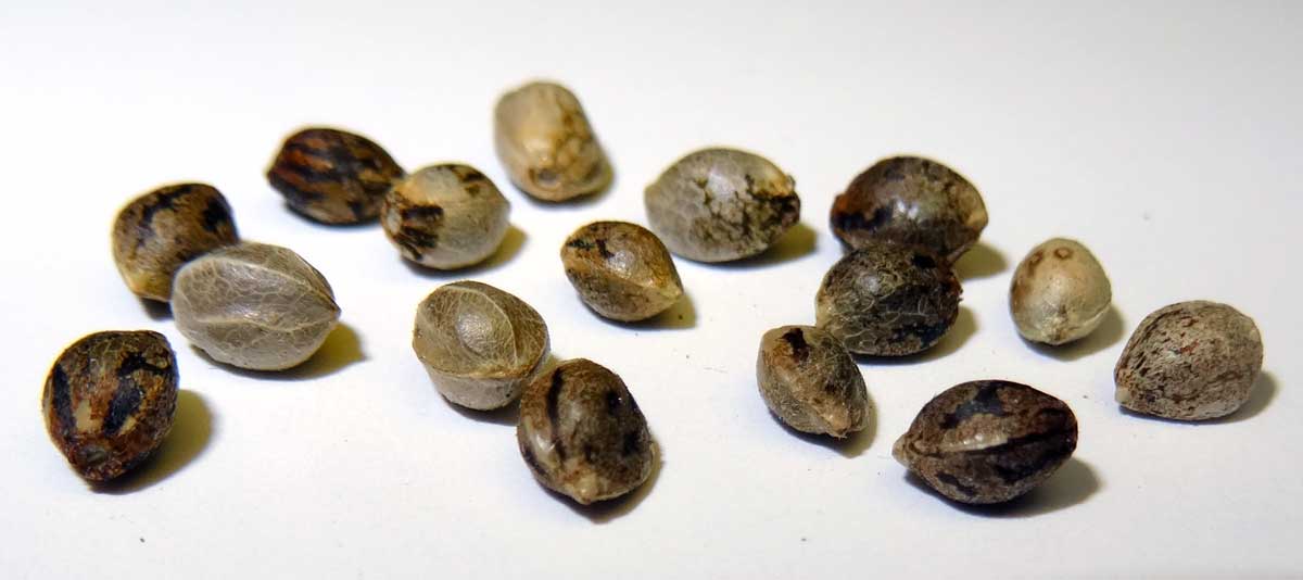 Weed seeds for indoor growing cannabis