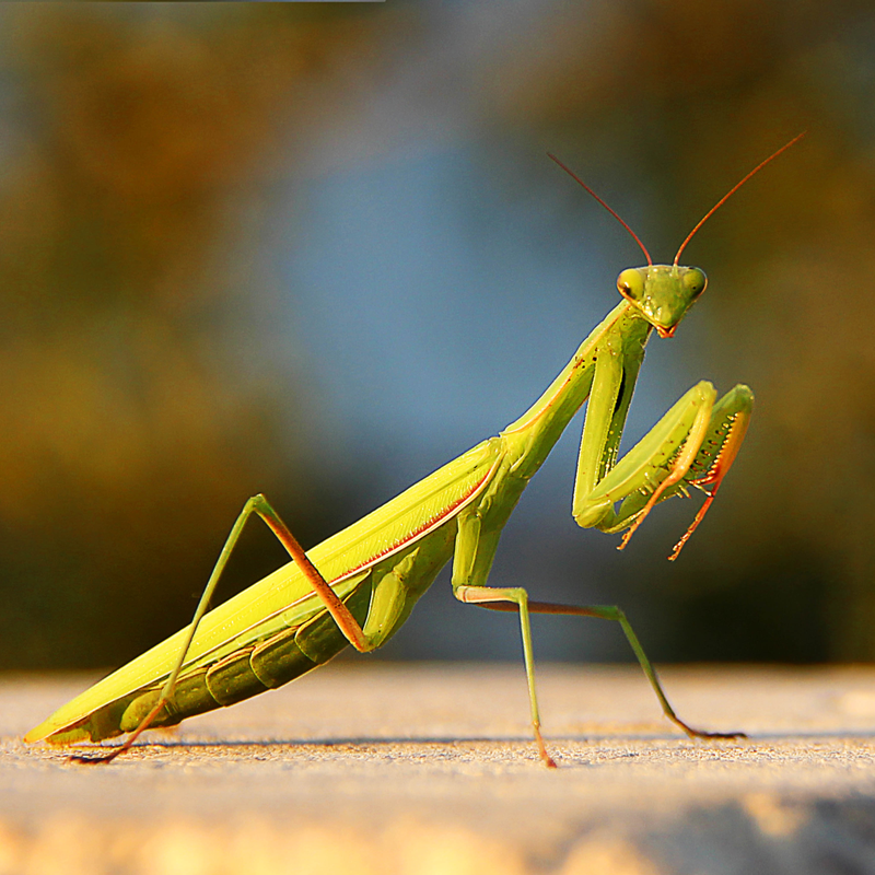 beneficial insect for cannabis gardens is the praying mantis
