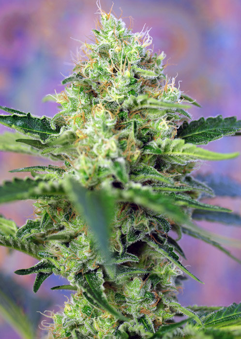 Crystal Candy Strain feminised weed seeds