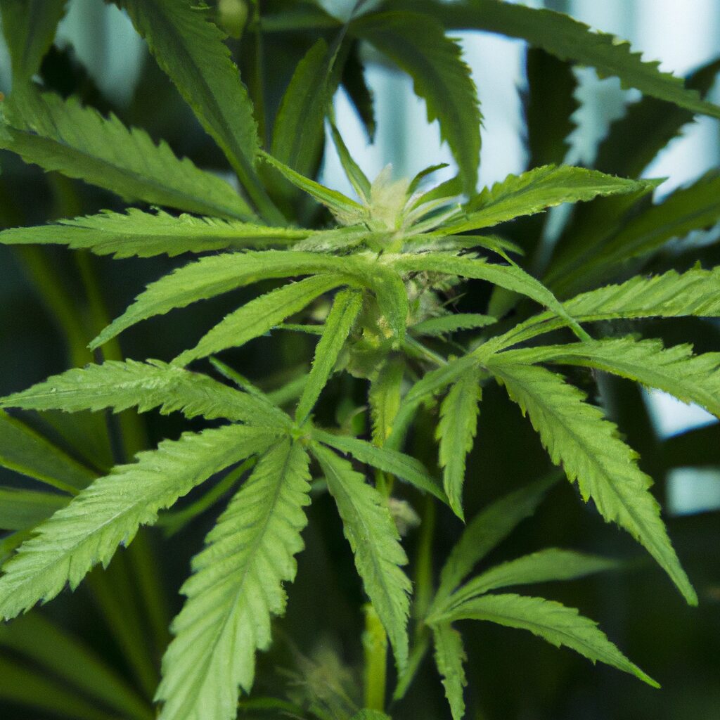 How to Grow Cannabis